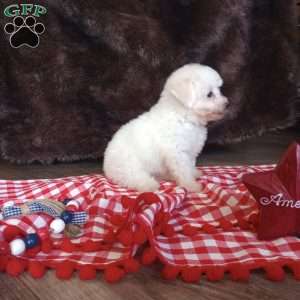 Charlie, Bichon Frise Puppy